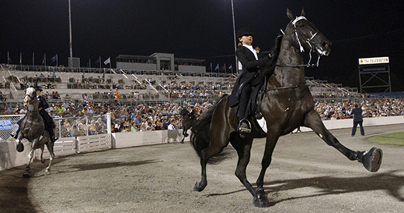 A rider competes on a horse with a high-stepping gait.
