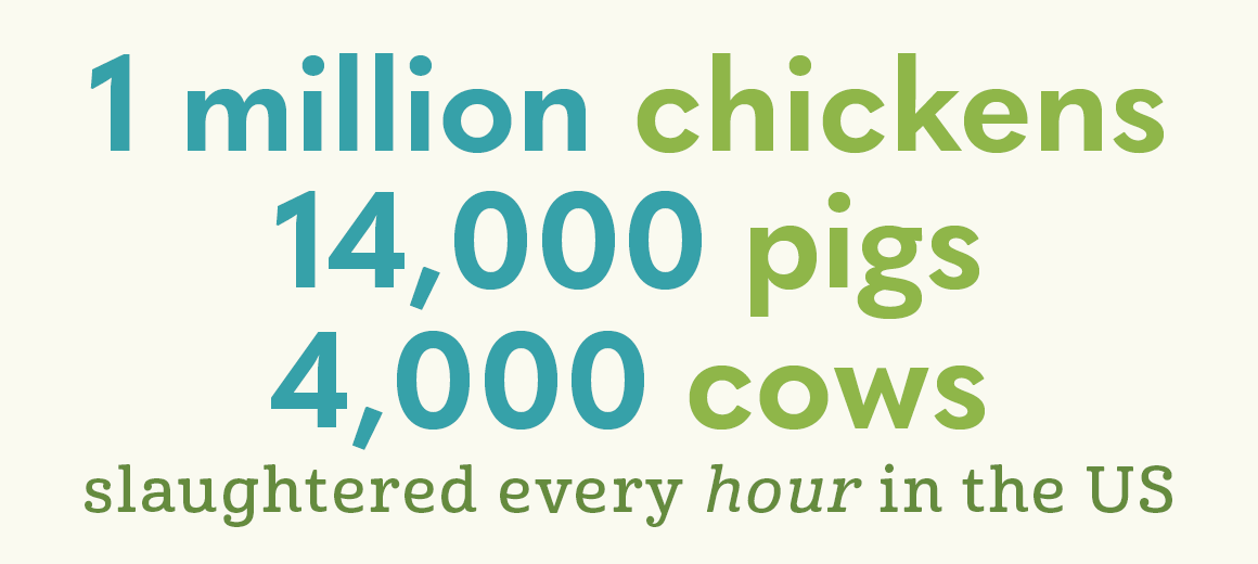 farm animal slaughter statistic