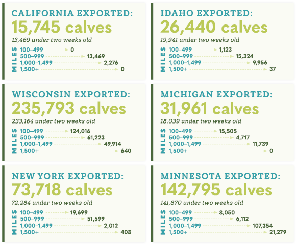 Dairy Calf Stat Exports