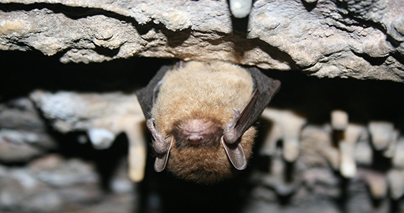 Protection of Indiana bats - Photo by USFWS Ann Froschauer