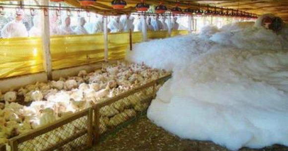 Photo is of foam being used to kill birds