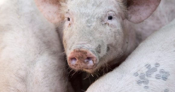 New Report Examines Humane Slaughter Enforcement at Federal, State Level