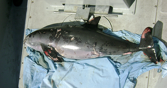 This 2008 photo shows a vaquita that died due to entanglement in shrimp gear.