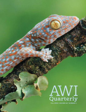 Fall 2019 AWI Quarterly Cover - Photo by Chien Lee, Minden Pictures
