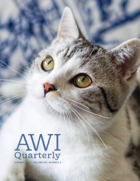 Summer 2019 AWI Quarterly Cover - Photo by Seven Song