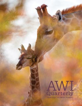 Spring 2019 AWI Quarterly Cover - Photo by Philippe Moes, Minden Pictures