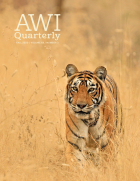 Fall 2020 AWI Quarterly Cover - Photo by Andy Rouse, Minden Pictures