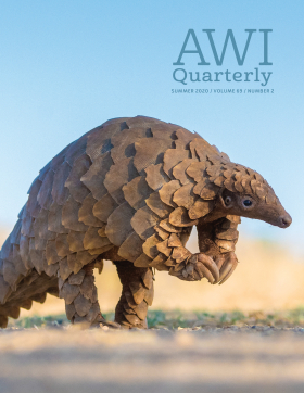 Summer 2020 AWI Quarterly Cover - Photo by Jeffrey Van Daele