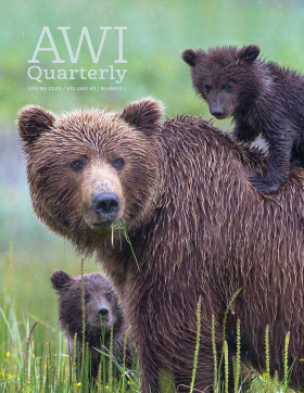 Spring 2020 AWI Quarterly Cover - Photo by Marc Latremouille