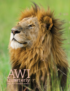 Spring 2018 AWI Quarterly Cover - Photo by Doug Perrine, Minden Pictures