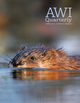 Summer 2017 AWI Quarterly Cover - Photo by Grzegorz Lesniewski, Minden Pictures