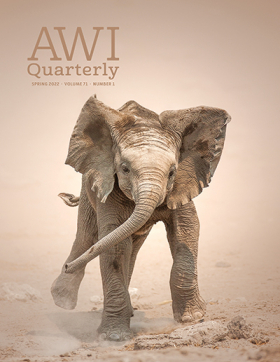 Spring 2022 AWI Quarterly Cover - Photo by Johan Swanepoel