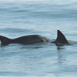 Photo of two vaquitas, by Tom Jefferson