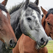 AWI Commends Bipartisan Effort to Stop Horse Slaughter  