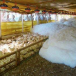 Photo is of foam being used to kill birds