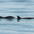Photo of two vaquitas, by Tom Jefferson