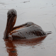 oil spill pelican flickt courtesy of Governor Jindal's office