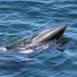 Photo of Sei Whale, from Whale and Dolphin Conservation
