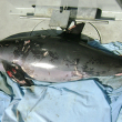 This 2008 photo shows a vaquita that died due to entanglement in shrimp gear.