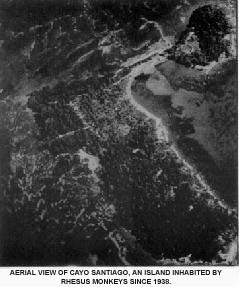 Aerial view of Cayo Santiago, an island inhabited by rhesus monkeys since 1938