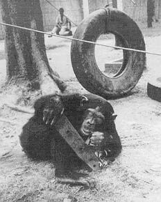 Chimpanzee manipulates a twig to retrieve honey