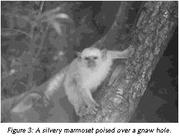 Figure 3: A silvery marmoset poised over a gnaw hole.
