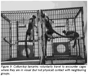 Figure 9: Cotton-top tamarins voluntarily travel to encounter cages where they are in visual (but not physical) contact with neighboring groups.