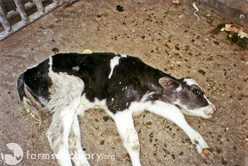 cruelity towards animals How to help stop cruelty towards animals many people feel great compassion towards animals, but are unsure where to start in preventing cruelty towards. cruelity towards animals How to help stop cruelty towards animals many people feel great compassion towards animals, but are unsure where to start in preventing cruelty towards.