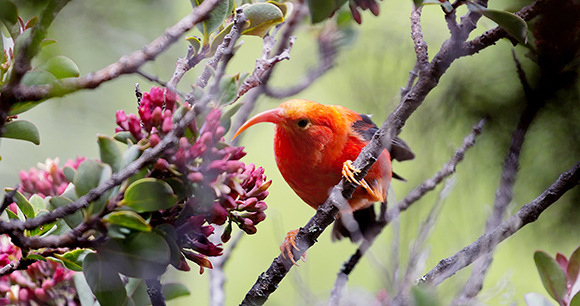 ‘i‘iwi bird