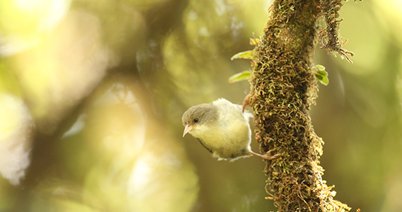 ‘akikiki bird