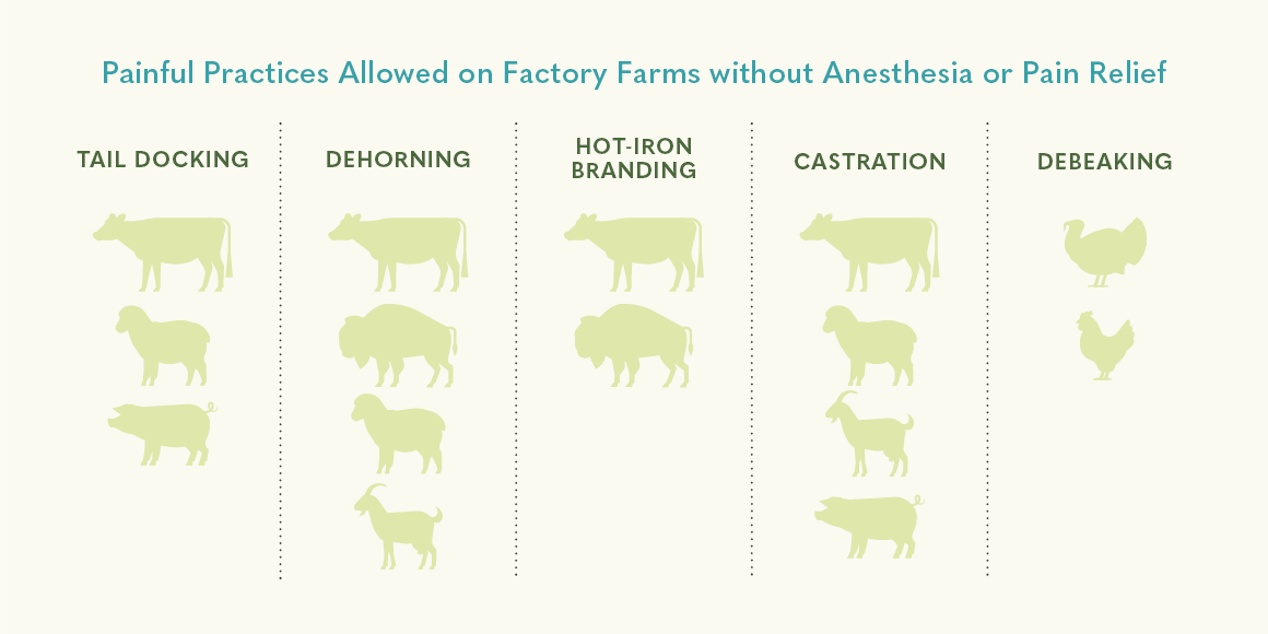 Inhumane US Farm Practices