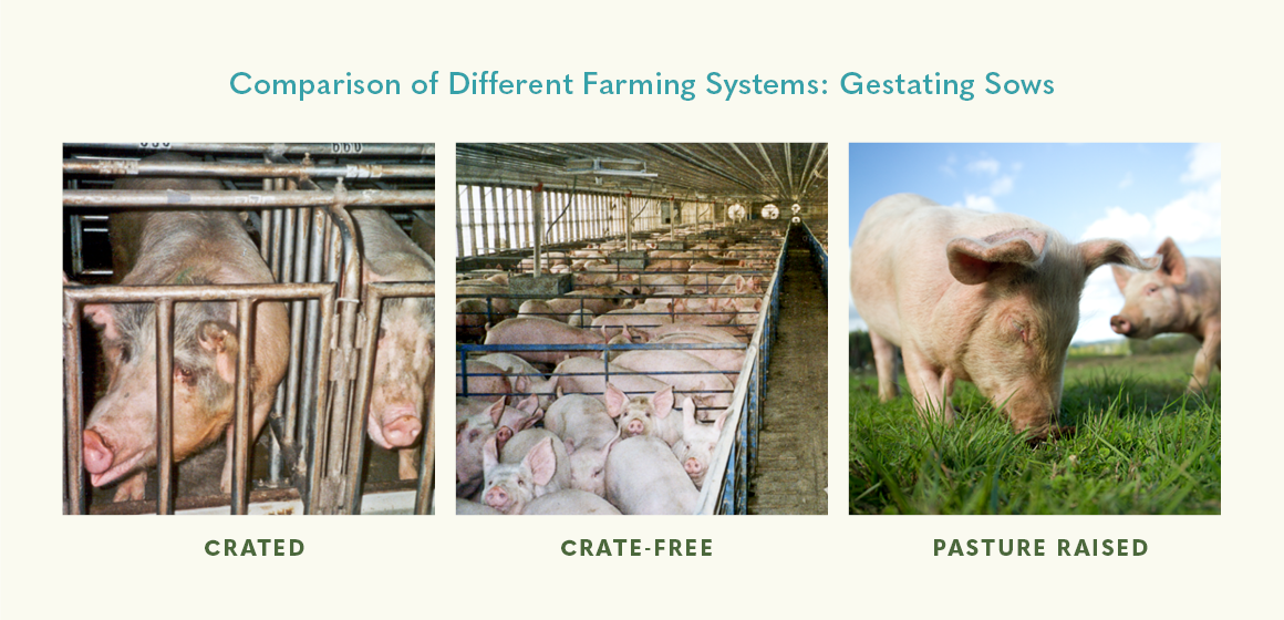 Welfare of Gestating Sows Comparison
