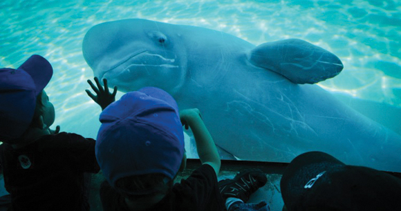 photo by Jo-Anne McArthur, We Animals