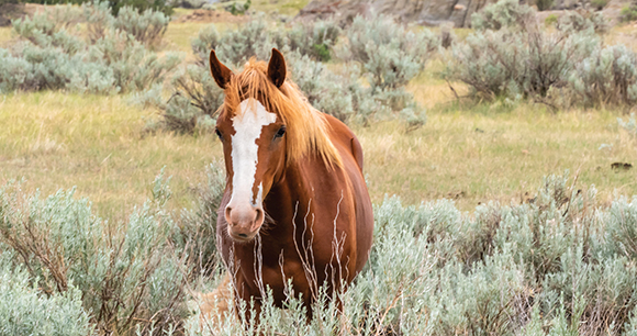 photo by Cheri Alguire