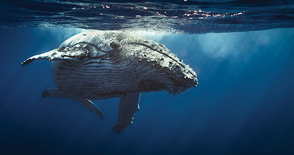 humpback