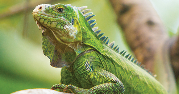 Lesser Antillean iguana: Stéphane Bracken