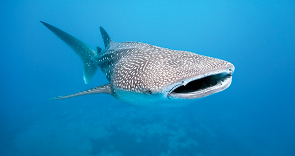 whale shark, photo by crisod