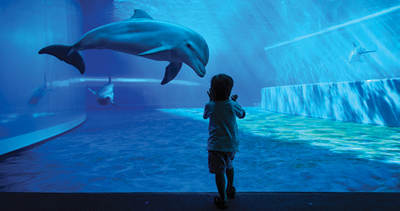 child looks at dolphins in aquarium