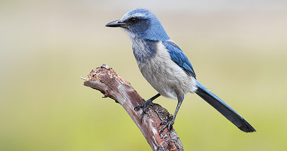 Florida scrub jay perched on a branch.