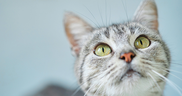 Gray and white cat looking up.