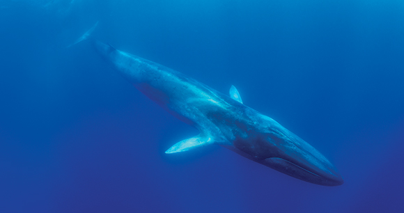 Fin whale swimming in the open ocean.