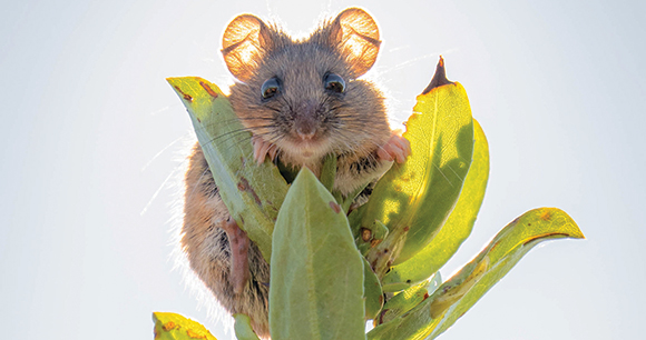 Salt marsh harvest mouse sitting on a green plant.