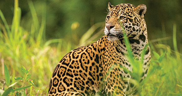 Jaguar sits among green grass.