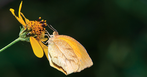 Tailed orange butterfly feeds from an orange flower.