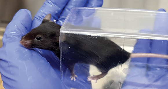 Tunnel handling a mouse in a laboratory.