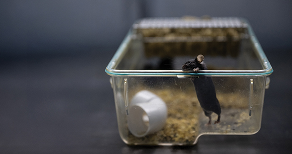 Solitary mouse in laboratory cage.