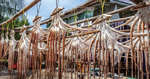 The bodies of octopuses caught by local fishermen hang drying in the sun.