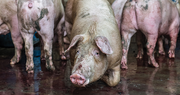 A dirty and injured pig kneels on concrete in a holding pen.