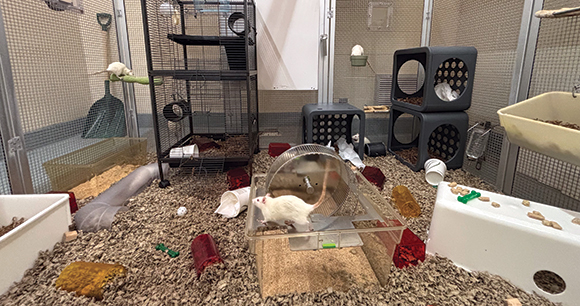 “Free-range” housing system for rats in a laboratory.