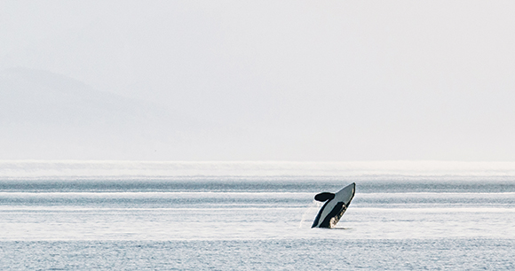 Southern Resident killer whale leaps from the ocean.